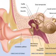come funziona l'udito